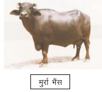 A buffalo in front of a building with Hindi words.