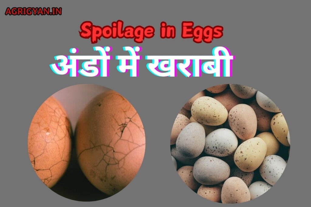 egg spoilage