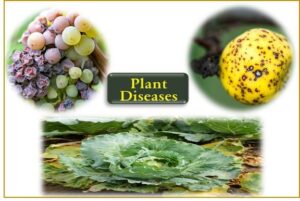 Plant-disease-list