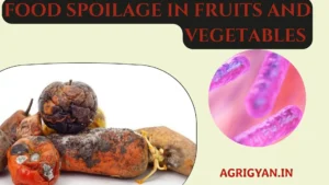 A pile of rotten fruits and vegetables, including a moldy apple, a rotten tomato, and a decaying potato. A close-up image of bacteria is shown in the background.