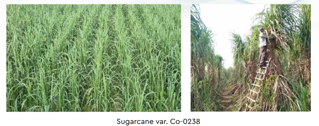 Crop Science Achievements (2014-23) : Key Points 3 Sugarcane var. Co-0238
