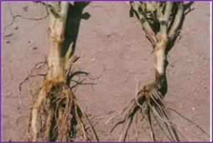 a disease of chickpea ya gram crop . in this plant root damaing