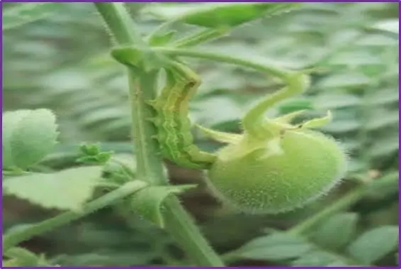 a insect of chickpea image plant of gram and gram pod borer