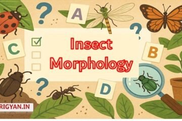 Infographic on insects' contributions to ecosystems, aimed at agriculture students for self-assessment and revision through quizzes.