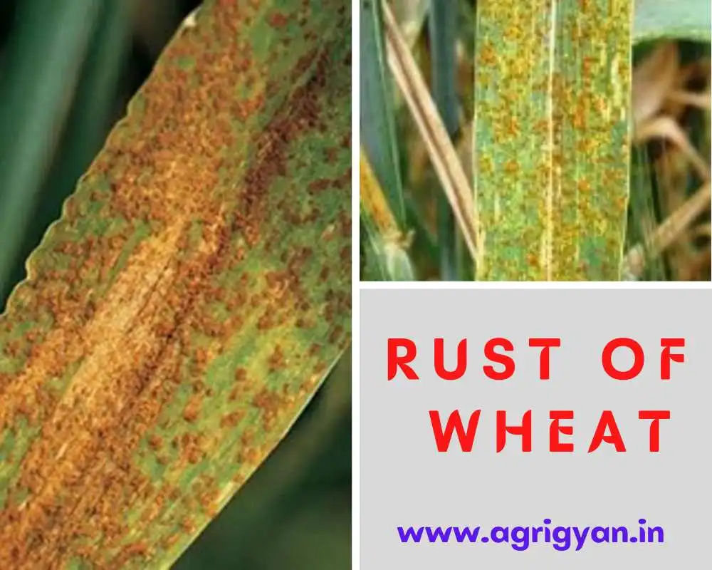 Red dot and rust on crop leaf