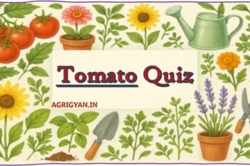 Visual representation of a tomato-themed quiz, focusing on agricultural knowledge and practices related to tomato farming.