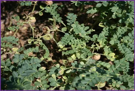 Chickpea :: Disease :: Wilt (Fusarium Oxysporum)-Symptoms,Control